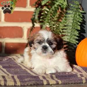 Empress, Shih Tzu Puppy